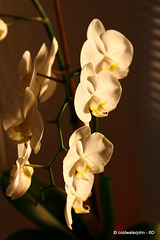 Orchids in dawn light