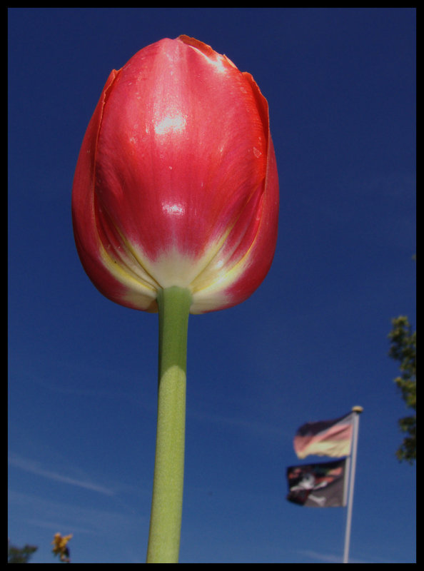 Big red tulip, from below, with small flag