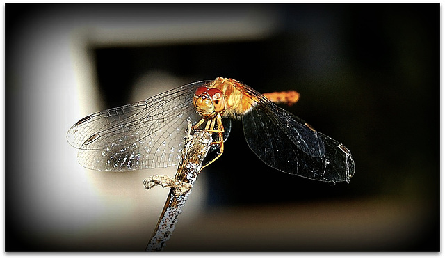 The Dragonfly