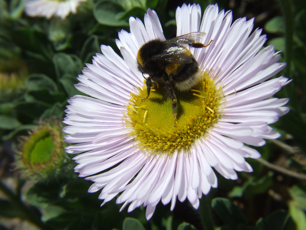 Bee and Daisy