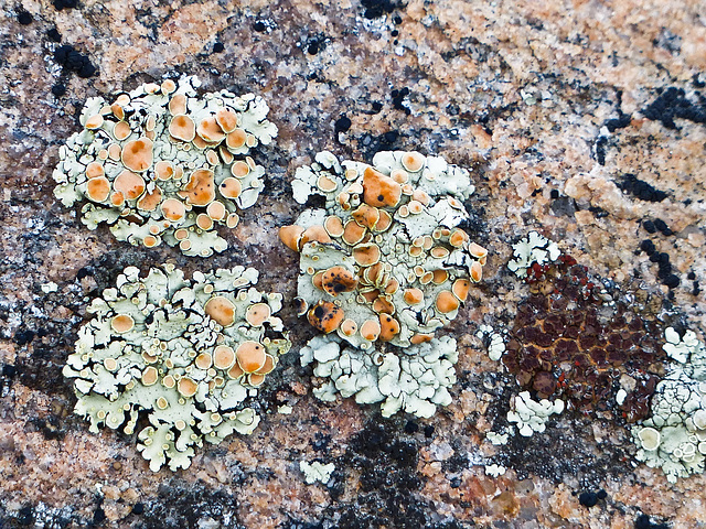 One of my favourite Lichens