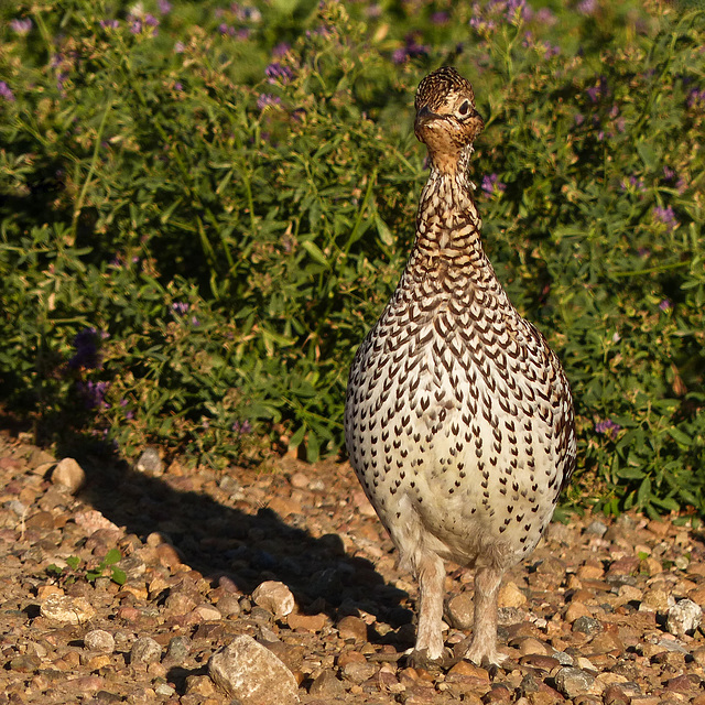 Sharp-tailed Grouse