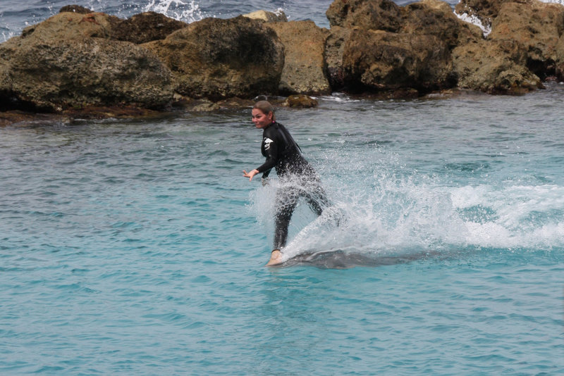 Dolphin Surfing