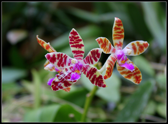 Phalaenopsis hieroglyphica X mariae