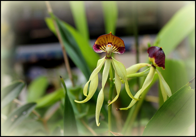 Encyclia cochleata=Prosthechea cochleata