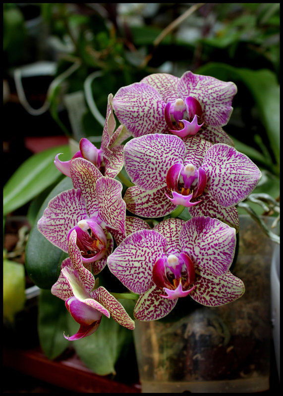 Phalaenopsis hybride
