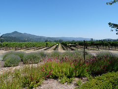 St. Francis Winery