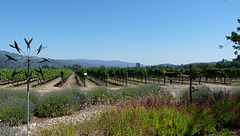 St. Francis Winery