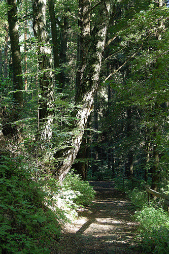 arbara pado (Waldpfad)