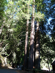 Armstrong Redwoods State Natural Reserve