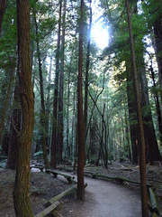 Armstrong Redwoods
