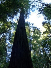 Armstrong Redwoods