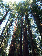 redwoods