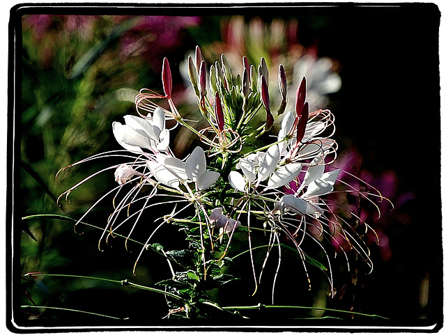 Spider flower