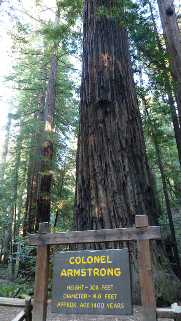 Colonel Armstrong tree