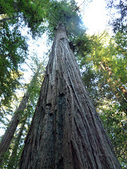 Colonel Armstrong tree