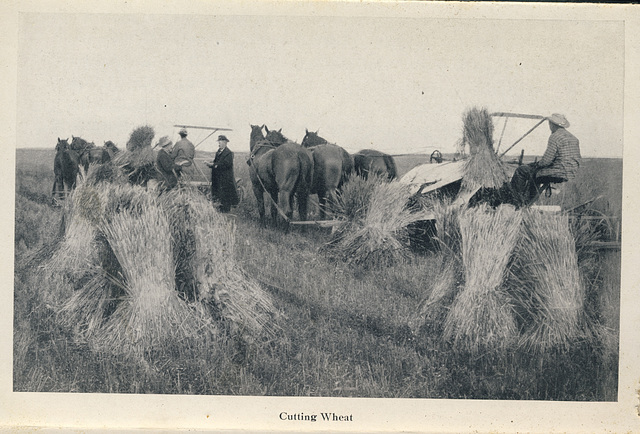 McElhinney - Outlook - Cutting Wheat