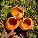 Orange Peel Fungus / Aleuria aurantia