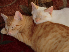 Rusty and Flame, Sleeping Buddies