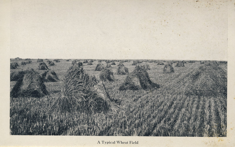 McElhinney - Outlook - A Typical Wheat Field