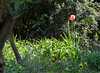 20130505-DSC00176.jpg