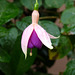 fuschia