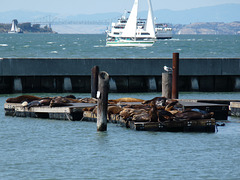 Pier 41