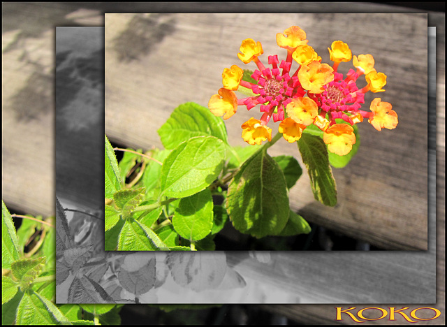 lantana in sunshine