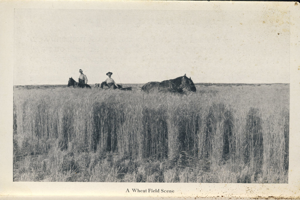 McElhinney - Outlook - A Wheat Field Scene