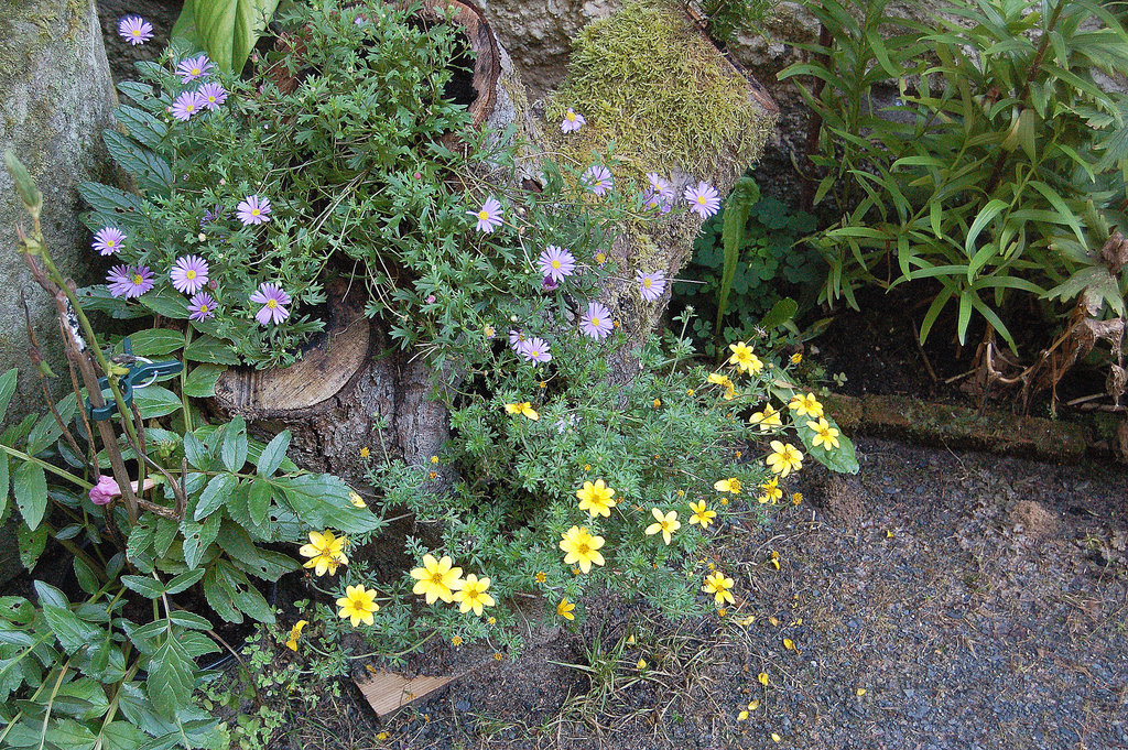 floraranĝo sur trunkrestaĵo (Blumenarrangement auf Baumstumpf)