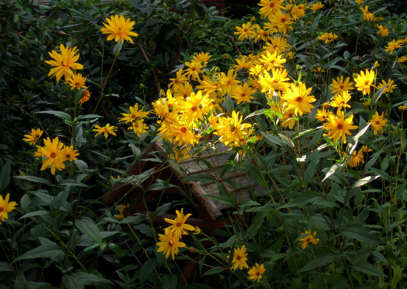 The Flower House...