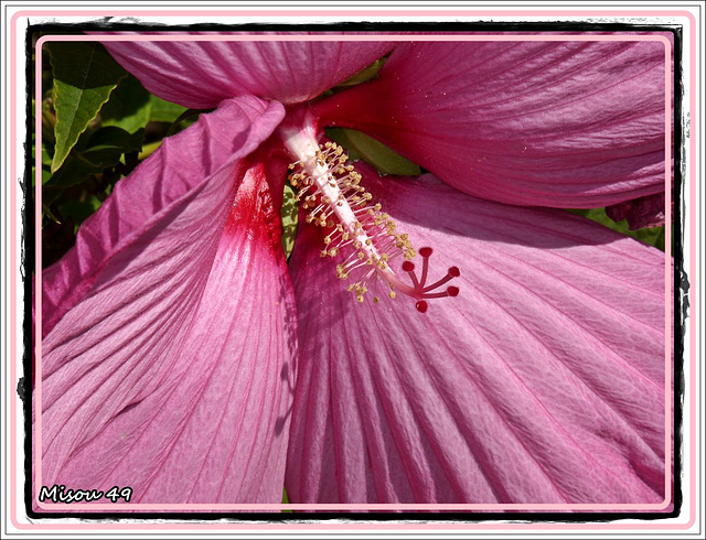 HIBISCUS