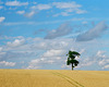 A tree in Hertfordshire (film version)