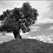 Olea europaea, Oliveira, Penedos, Baixo Alentejo, À da Gorda