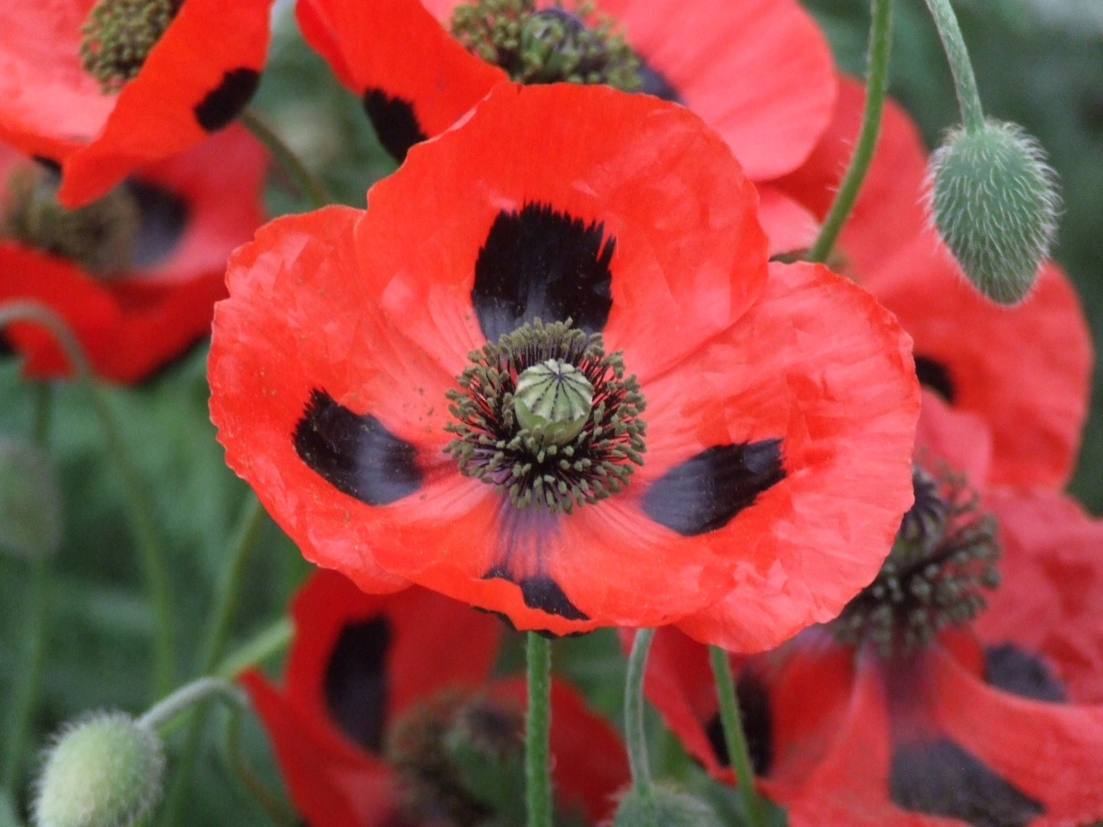 Red Poppy