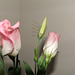 Lisianthus