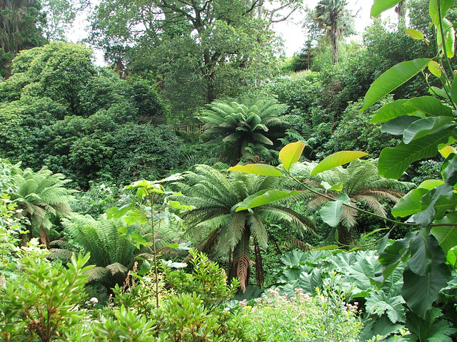 Lost gardens at Heligan Lost gardens at Heligan