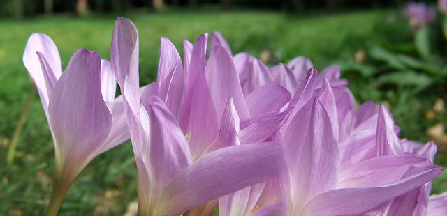 Autumn Crocus (Panorama)