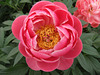 A beautiful Peony