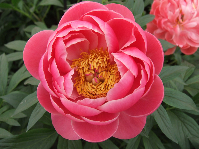 A beautiful Peony