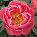 A beautiful Peony