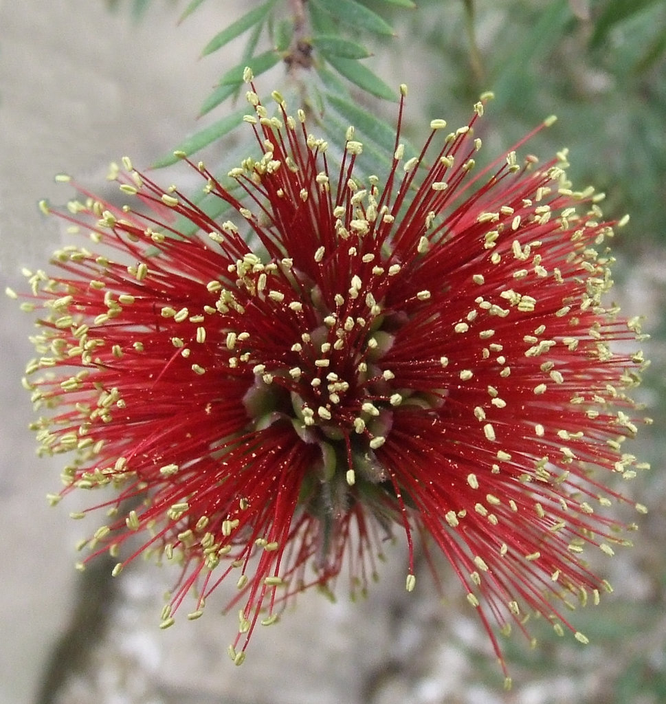 Bottle Brush