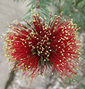 Bottle Brush