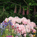 Foxgloves, iris and rhodedendrons