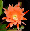 Closer view of my cactus flower