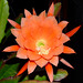 Closer view of my cactus flower
