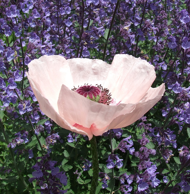 Pink Poppy