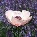 Pink Poppy