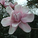 Magnolia