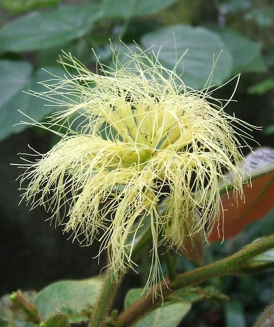 Hairy Flower?